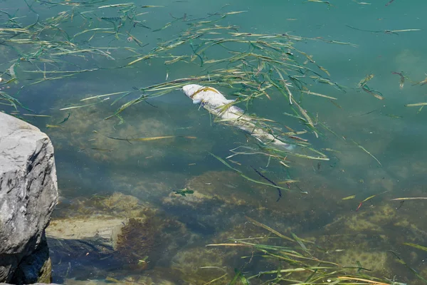 dead fish in lake pollution