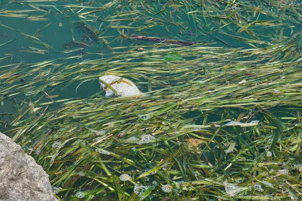 dead fish in lake pollution