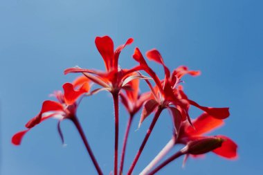 Sardunya Bloom bahar