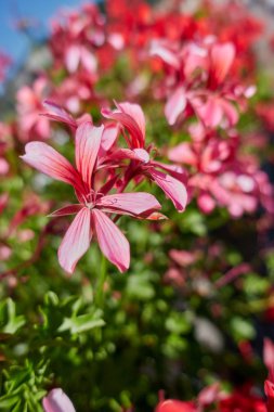 Sardunya Bloom bahar