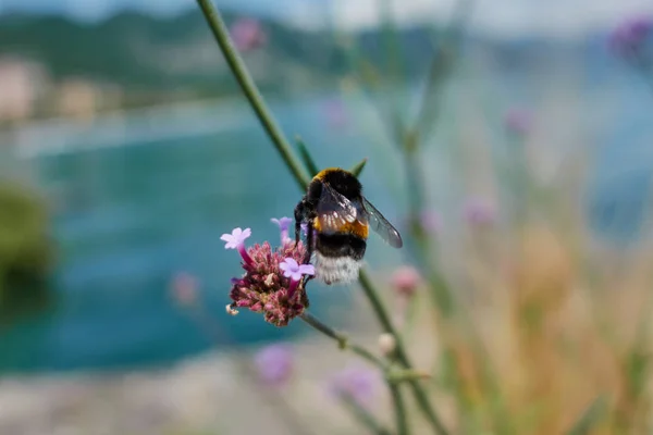 Bee on flower in the garden — Stock Photo, Image