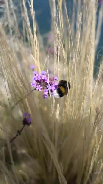 Bi på blomma i trädgården — Stockvideo