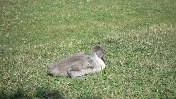 Cachorro cisne come grama no gramado — Vídeo de Stock