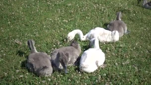 Niché avec des canetons sur la pelouse — Video