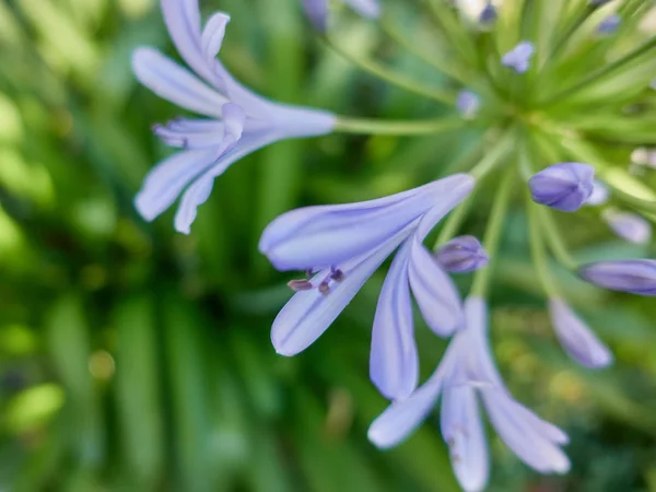 Agapanthus flower in the garden — Stock Photo, Image