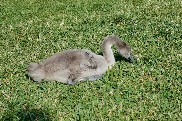 Щенок-лебедь ест траву на газоне — стоковое фото