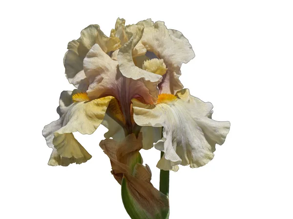 Íris gladiolus no jardim — Fotografia de Stock