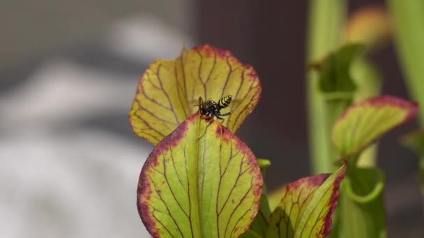 Abelha capturada pela planta carnívora — Vídeo de Stock