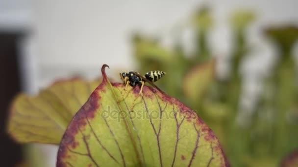 Bee gevangen genomen door de vleesetende plant — Stockvideo