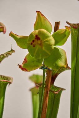 Tropik bahçe etçil bitki