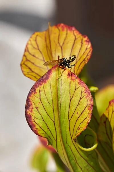 Bee on carnivorous — Stock Photo, Image