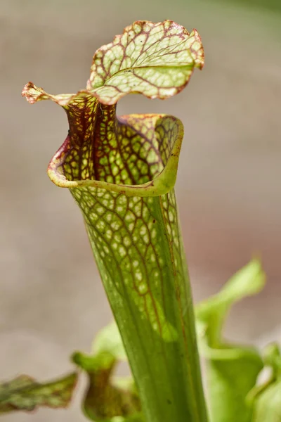 Plante carnivore dans le jardin tropique — Photo