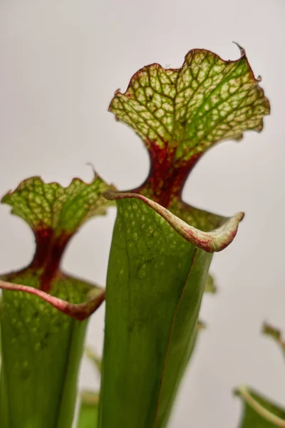 熱帯の庭で食虫植物 — ストック写真