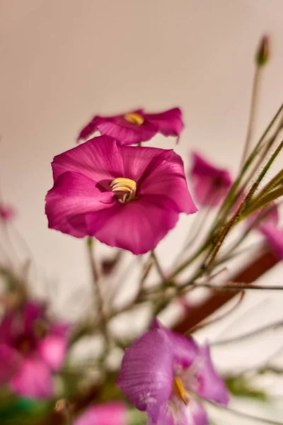 热带的粉红色花朵 — 图库照片