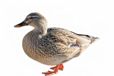 Gölde banyodan sonra ördek