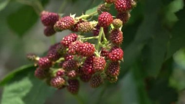 Olgun böğürtlen dalı