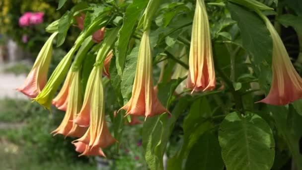 Flores de Datura en verano — Vídeo de stock