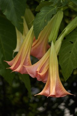 Datura çiçekler yazın