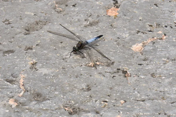 Dragonfly berust op de grond — Stockfoto