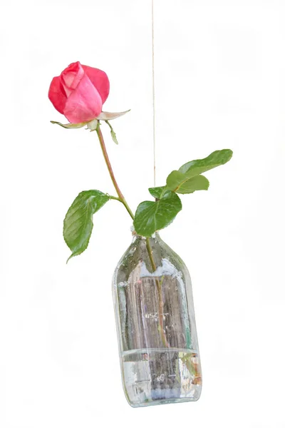粉红玫瑰挂在瓶子里 — 图库照片
