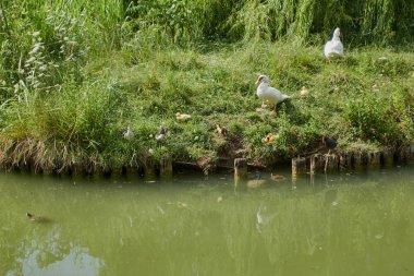 ördek yavrusu ve göl üzerinde ördek