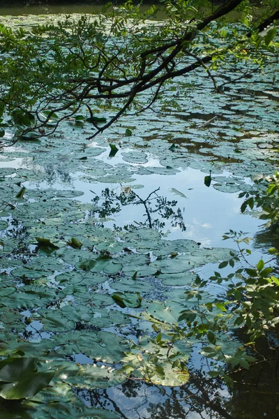 Näckros och reflektion träd på sjön — Stockfoto
