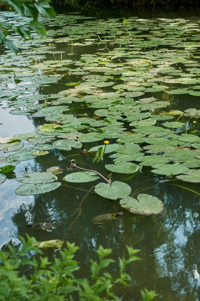 Näckros och reflektion träd på sjön — Stockfoto