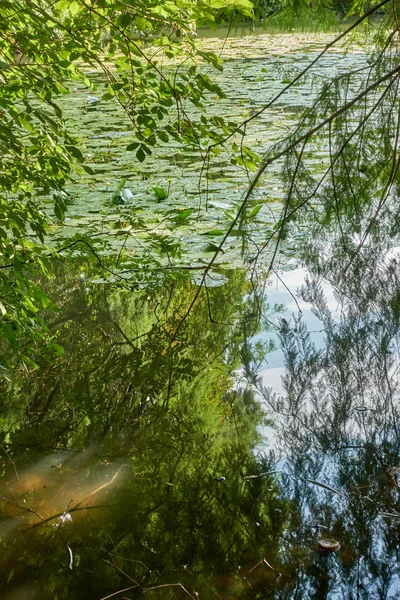 Näckros och reflektion träd på sjön — Stockfoto