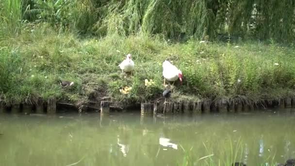 Утка и утка на озере — стоковое видео