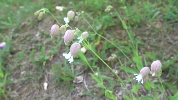Wildflower at lake — Stock Video