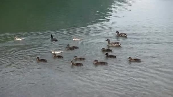 Eendje en eend op lake — Stockvideo