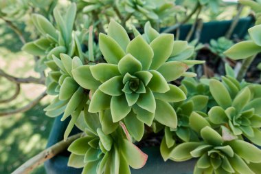 Bahçedeki sulu bitkiler.