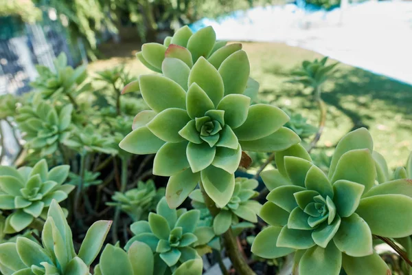 Sappige plant in de tuin — Stockfoto