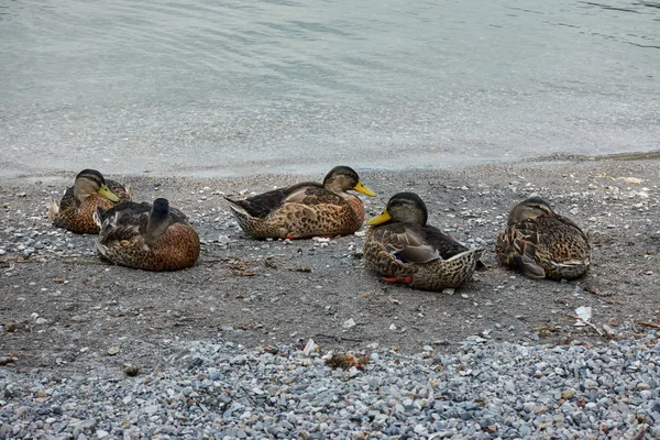 Canard dort sur le lac — Photo