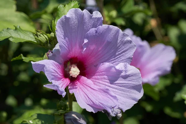 A kertben virágzó hibiszkusz — Stock Fotó