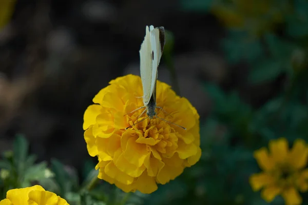 庭の tagete 花蝶します。 — ストック写真