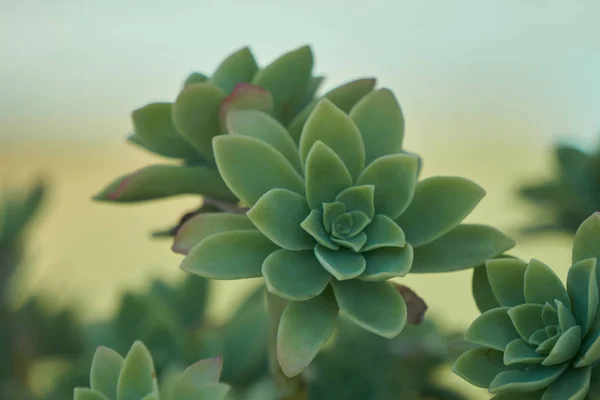 Sukkulente im Garten — Stockfoto