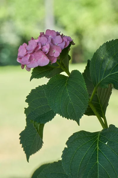 Hortensia in bloei in — Stockfoto