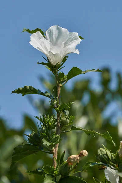 Hibiscus çiçek bahçesinde