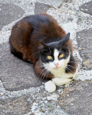 Sokaktaki kedi