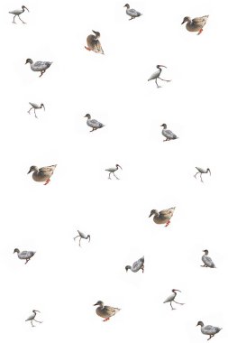 Beyaz arka plan üzerinde ördek kolaj