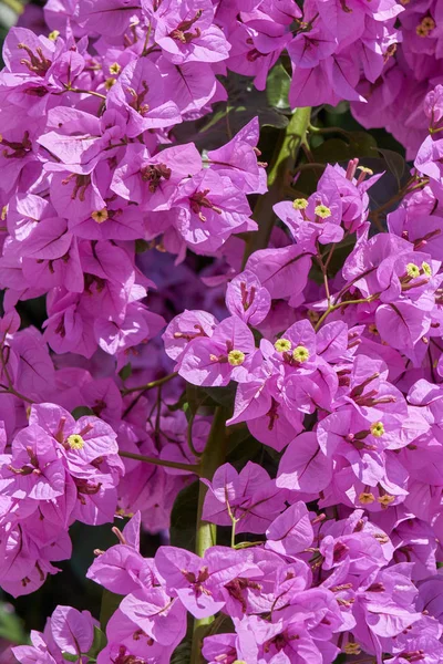 Çiçek bahçede Begonvil — Stok fotoğraf