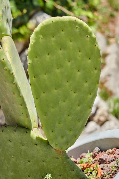 Sappige plant in de tuin — Stockfoto