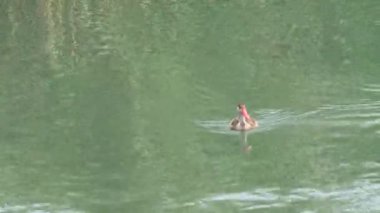 Ördek dalış göle