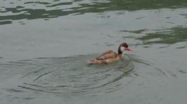 Ördek dalış göle