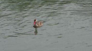 Ördek dalış göle