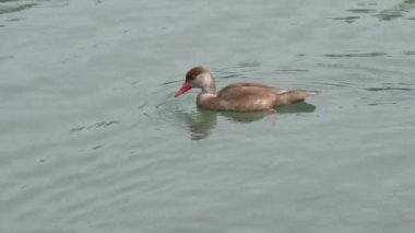 Ördek dalış göle