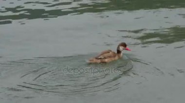 Sarı rudbeckia Çiçek bahçesinde arı ile