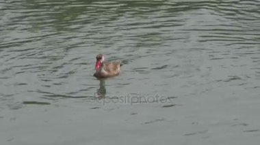 Sarı rudbeckia Çiçek bahçesinde arı ile