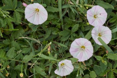 Çayırda kır çiçeği
